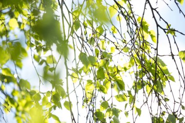 Bahar ormanlarında ışık saçan güzel bahar yaprakları. Bahar projeleri için doğal arka plan..;