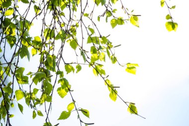 Bahar ormanlarında ışık saçan güzel bahar yaprakları. Bahar projeleri için doğal arka plan..;
