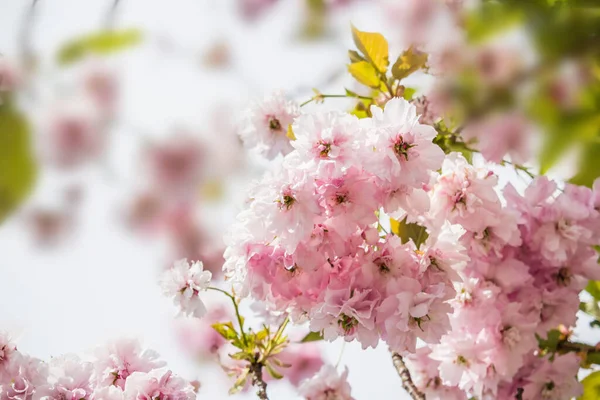 Hermosa Flor Cerezo Japonés Fresco Fondo Primavera — Foto de Stock