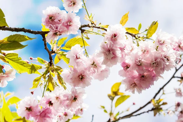 Bela Flor Cerejeira Japonesa Fresco Fundo Primavera — Fotografia de Stock