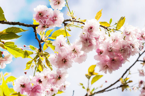 Beautiful blossom of Japanese cherry tree fresh spring background