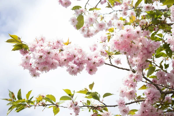 美丽的日本樱桃树开满了新鲜的春光 — 图库照片