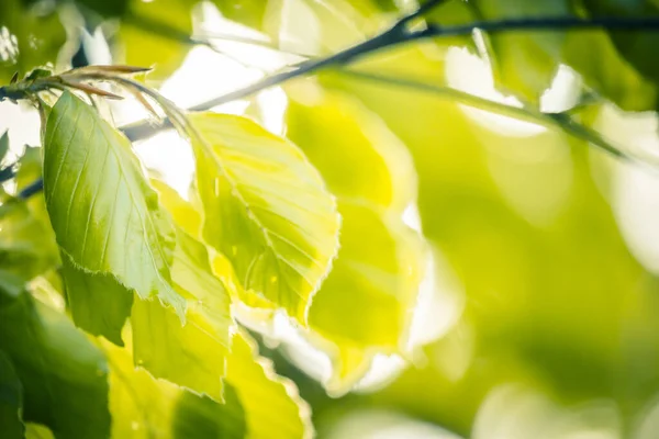 Vackra Vårlöv Med Bokeh Ljus Vårskogen Naturlig Bakgrund För Vårprojekt — Stockfoto