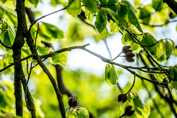 Vackra Vårlöv Med Bokeh Ljus Vårskogen Naturlig Bakgrund För Vårprojekt — Stockfoto