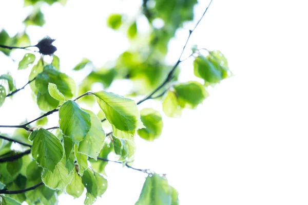 Lindas Folhas Primavera Com Luzes Bokeh Floresta Primavera Backgound Natural — Fotografia de Stock