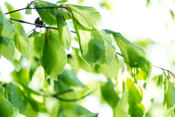 Mooie Lente Bladeren Met Bokeh Lichten Het Voorjaar Bos Natuurlijke — Stockfoto