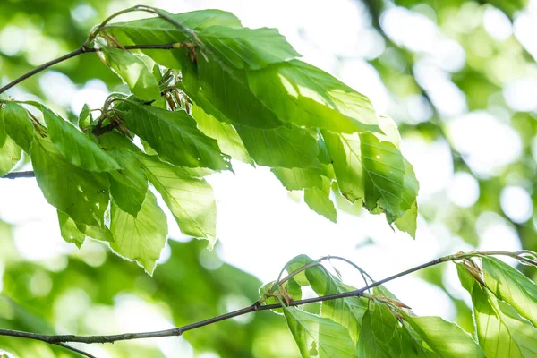 Belles Feuilles Printemps Avec Des Lumières Bokeh Dans Forêt Printemps — Photo