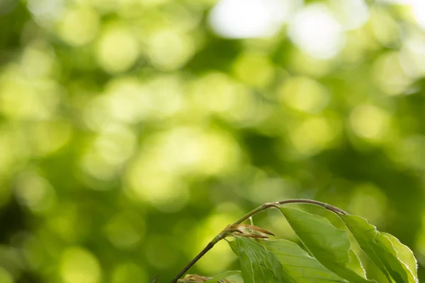 Mooie Lente Bladeren Met Bokeh Lichten Het Voorjaar Bos Natuurlijke — Stockfoto