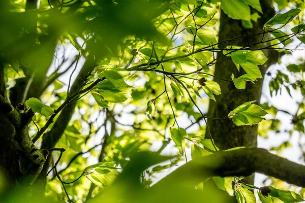 Mooie Lente Bladeren Met Bokeh Lichten Het Voorjaar Bos Natuurlijke — Stockfoto