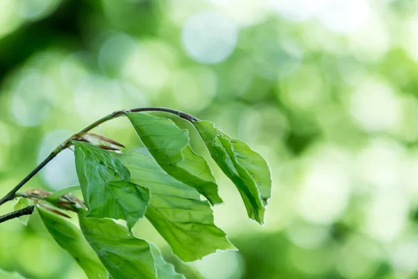 Lindas Folhas Primavera Com Luzes Bokeh Floresta Primavera Backgound Natural — Fotografia de Stock