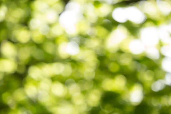 Vacker Vår Bakgrund Med Bokeh Ljus Vårskogen Naturlig Bakgrund För — Stockfoto