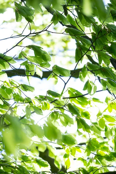 Mooie Lente Bladeren Met Bokeh Lichten Het Voorjaar Bos Natuurlijke — Stockfoto