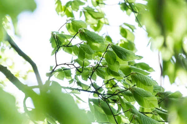 Lindas Folhas Primavera Com Luzes Bokeh Floresta Primavera Backgound Natural — Fotografia de Stock