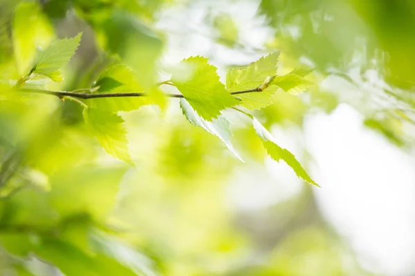 Mooie Lente Bladeren Met Bokeh Lichten Het Voorjaar Bos Natuurlijke — Stockfoto