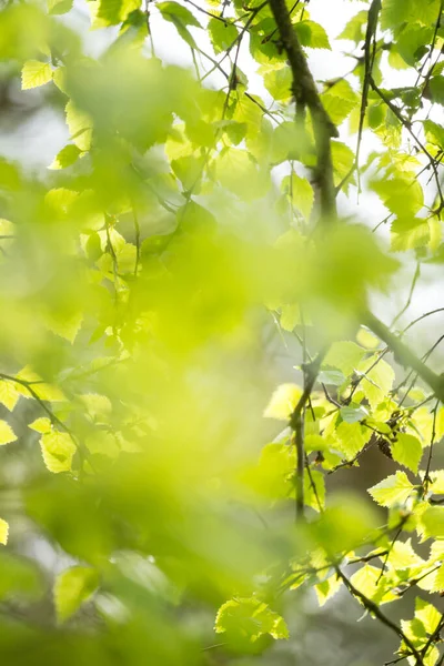 Belle Foglie Primavera Con Luci Bokeh Nella Foresta Primavera Sfondo — Foto Stock