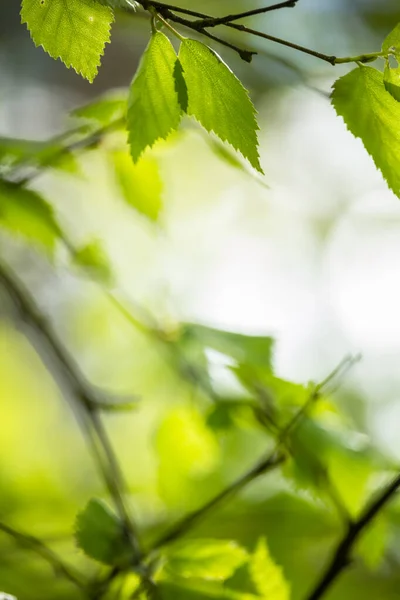 Belles Feuilles Printemps Avec Des Lumières Bokeh Dans Forêt Printemps — Photo