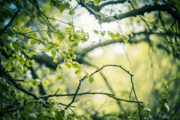 Belle Foglie Primavera Con Luci Bokeh Nella Foresta Primavera Sfondo — Foto Stock