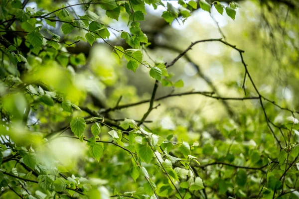Lindas Folhas Primavera Com Luzes Bokeh Floresta Primavera Backgound Natural — Fotografia de Stock