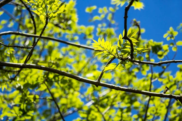 Mooie Lente Bladeren Met Bokeh Lichten Het Voorjaar Bos Natuurlijke Stockfoto