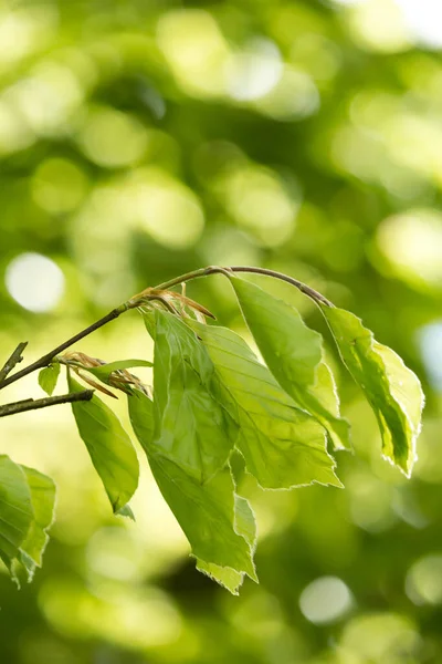 Belles Feuilles Printemps Avec Des Lumières Bokeh Dans Forêt Printemps Photo De Stock