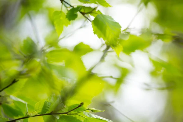 Piękne Liście Wiosny Bokeh Światła Wiosennym Lesie Naturalny Backgound Dla Obraz Stockowy
