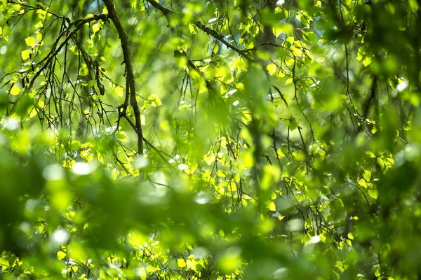 Mooie Lente Bladeren Met Bokeh Lichten Het Voorjaar Bos Natuurlijke Stockfoto