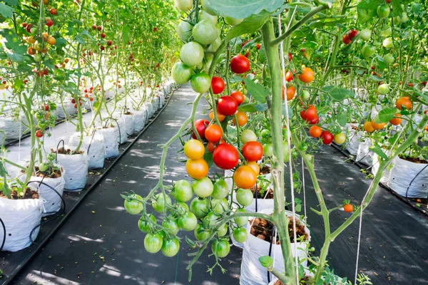 Tomates Hidropônicos Orgânicos Maduros Jovens Plantas Tomate Que Crescem Uma — Fotografia de Stock