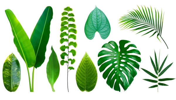 Tropikalne Zielone Liście Odizolowane Białym Tle — Zdjęcie stockowe