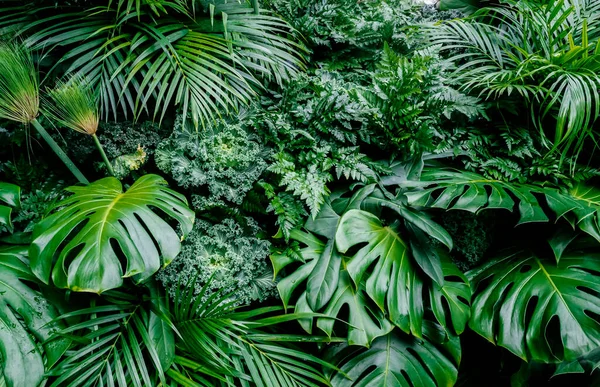 Tropiska Gröna Blad Bakgrund Ormbunke Palm Och Monstera Deliciosa Blad — Stockfoto