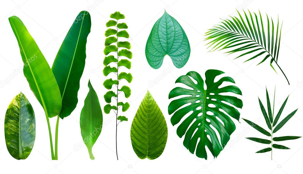 Tropical green leaves set isolated on white backgroun