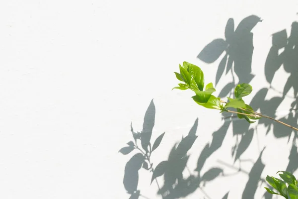 Σκιά Φύλλων Και Φόντο Κλαδιών Δέντρων Φυσικά Φύλλα Του Φυτού — Φωτογραφία Αρχείου