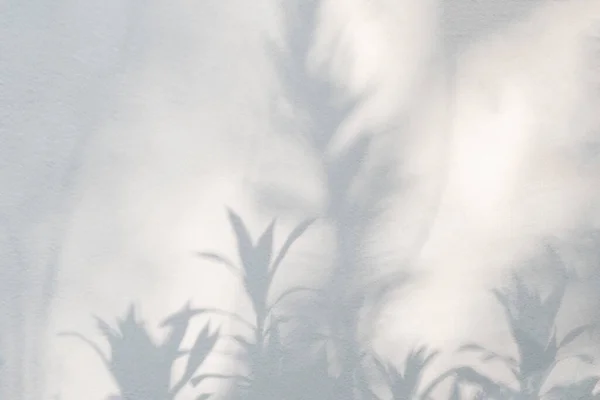 Soyut Bitki Yaprağı Gölgesi Güneş Işığı Bulanık Arkaplan Doğa Arka — Stok fotoğraf