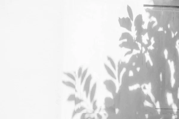 Shadow and light from sunlight of natural leaves plant tree branch on white wall. Nature blurred background. shadow overlay effect for foliage mock up, banner graphic layout, wallpaper and any design