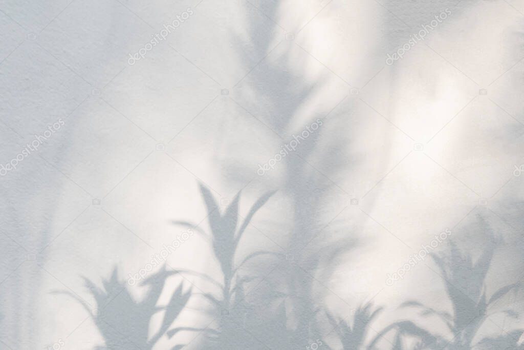 Abstract plant leaf shadow and sunlight blurred background. Nature leaves tree branch shadows dappled on white concrete wall texture for background wallpaper and any design
