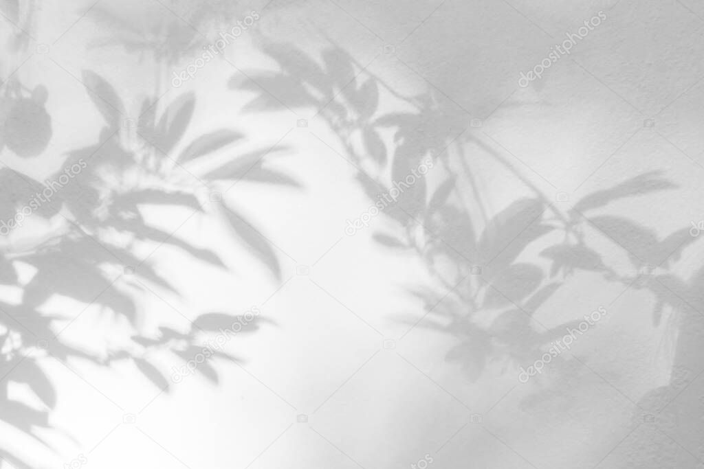 Abstract leaves shadow and light blurred background. Natural leaves tree branch shadows and sunlight dappled on white concrete wall texture for background wallpaper and any desig