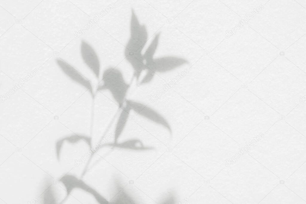 Shadow and light from sunlight of natural leaf plant tree branch on white wall. Nature blurred background. Leaves shadow overlay effect for foliage mockup, banner graphic layout, wallpaper and desig