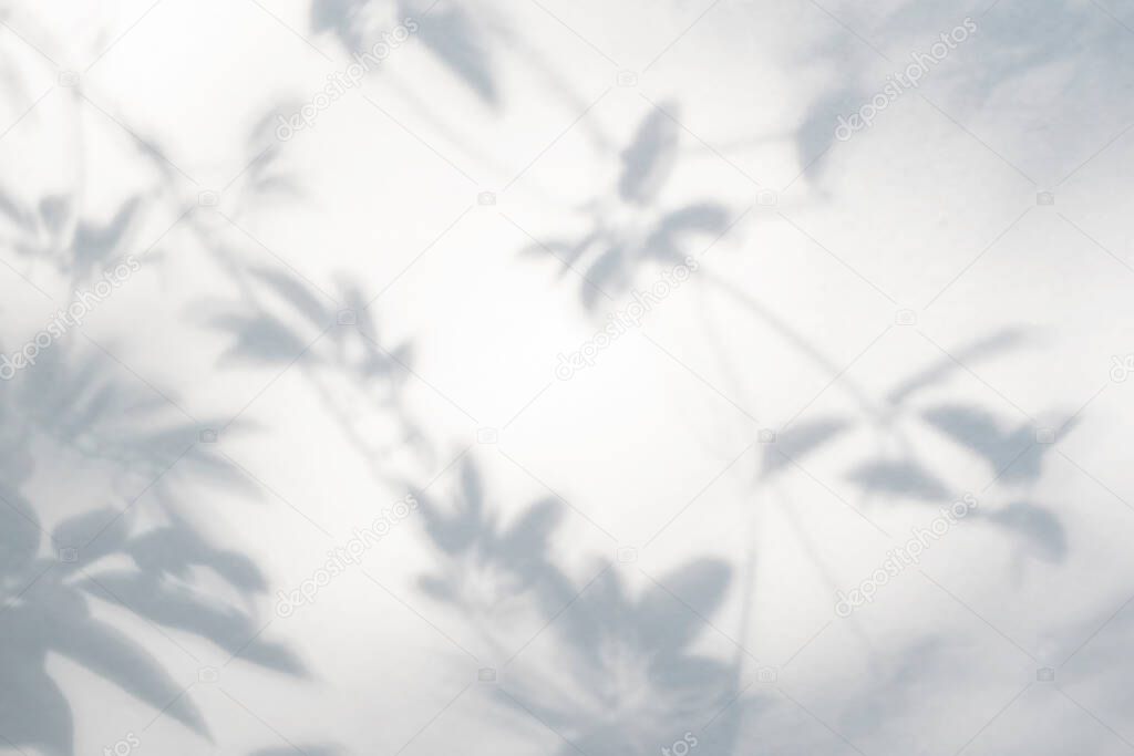 Abstract leaves shadow blurred background. Natural leaves tree branch shadows and sunlight dappled on white concrete wall texture for background wallpaper and any desig