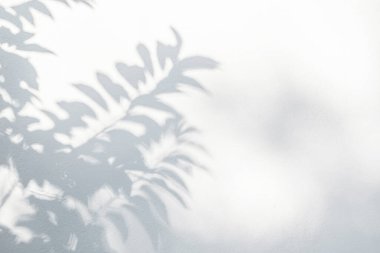 Duvarda yaprak gölgesi var. Doğanın tropik yaprakları ağaç dalları ve güneş ışığından gelen gölgeli bitki gölgeleri arka plan duvar kağıdı ve herhangi bir tasarım için beyaz duvar dokusuna lekelenmiş.