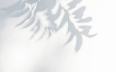 Duvarda yaprak gölgesi var. Doğanın tropik yaprakları ağaç dalları ve güneş ışığından gelen gölgeli bitki gölgeleri arka plan duvar kağıdı ve herhangi bir tasarım için beyaz duvar dokusuna lekelenmiş.