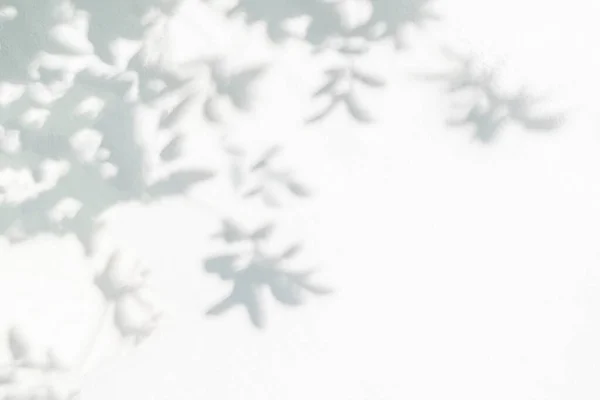 Sombra Luz Luz Solar Folhas Naturais Ramo Árvore Parede Branca — Fotografia de Stock