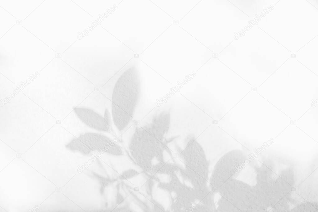 Blurred shadow and light from sunlight of natural leaves plant tree branch on white wall. Nature background. shadow overlay effect for foliage mockup, banner graphic layout, wallpaper and any desig