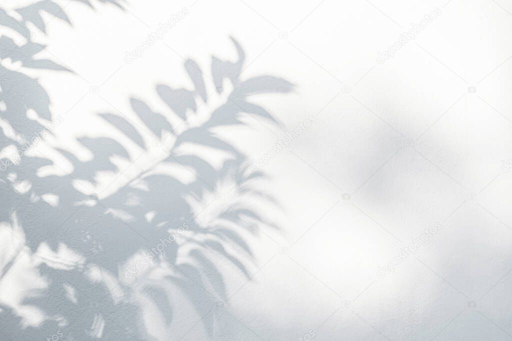 Leaf shadow on wall. Nature tropical leaves tree branch and plant shade with sunlight from sunshine dappled on white wall texture for background wallpaper and any design