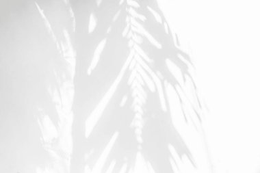 Beyaz duvar dokusuna düşen doğal palmiye ağaçlarının, gövdenin ve dalın gölge arkaplanı, soyut arkaplan, siyah ve beyaz tek renk tonu