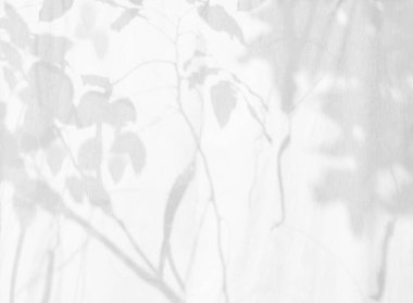 Beyaz kumaş duvar dokusuna düşen ağaç dalının doğal yaprakları ve ağaç gölgesi. Gölge çerçevesi, siyah beyaz monokrom tonu, doğa sanatı.