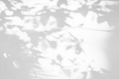 Beyaz beton duvar dokusu, siyah beyaz monokrom tonu üzerine ağaç desenli gölgeler ve kökler bırakır.