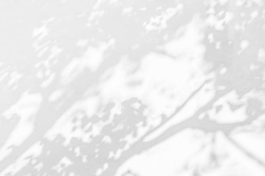 Ağaç ve yaprak, beyaz beton duvar dokusu üzerine düşen ağaç dalının gölgesi, siyah ve beyaz monokrom tonu, duvardaki doğa sanatı