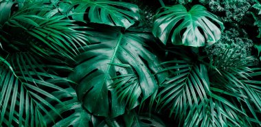 Tropik yeşil yapraklar arka planda. Avuç içi ve Monstera Deliciosa yaprağı deseni, ışık ve damlacıklar, koyu tonlama, çiçek ormanı desenli arka plan, u