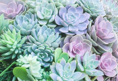 Renkli kaktüs sulu bitkiler arka plan dokusu çöl bitkileri güzel desenler içinde çiçek açıyor.