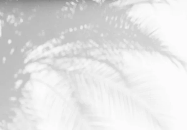 天然棕榈树和落叶的阴影背景 落在白色混凝土墙体上 用作背景和墙纸 黑白吨级 — 图库照片