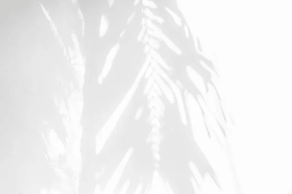 Bladeren Schaduw Achtergrond Van Natuurlijke Palmbomen Stam Tak Vallen Witte — Stockfoto
